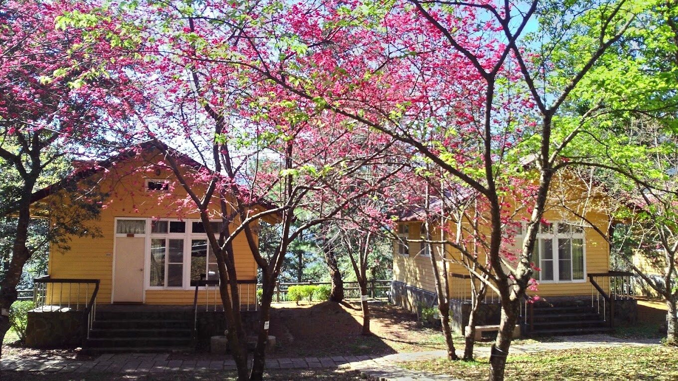 苗栗景點：鯉魚潭賞櫻攻略