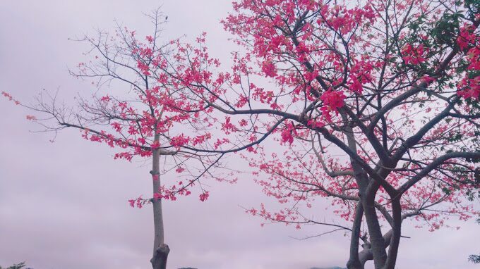 苗栗景點：鯉魚潭賞櫻攻略