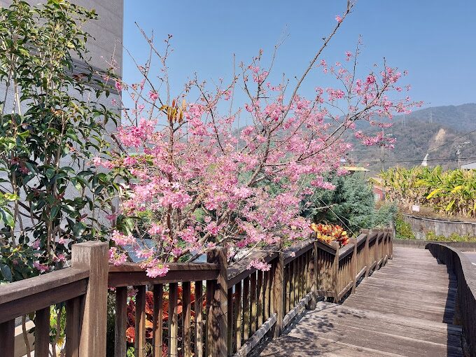 苗栗景點：鯉魚潭賞櫻攻略