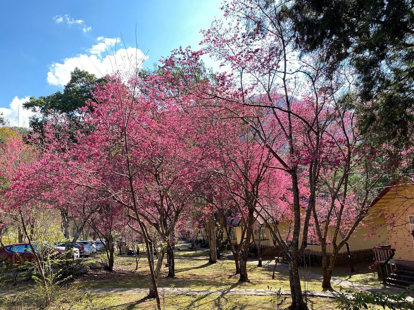 苗栗景點：鯉魚潭賞櫻攻略