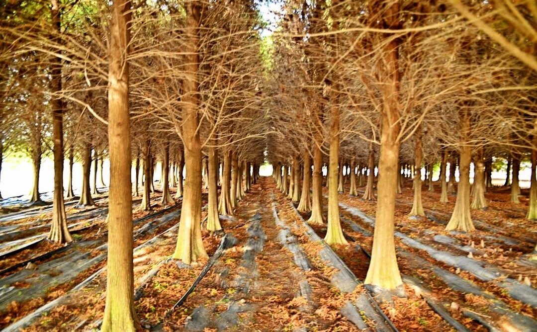 探索落羽松季節：台灣落羽松最佳觀賞時間與地點