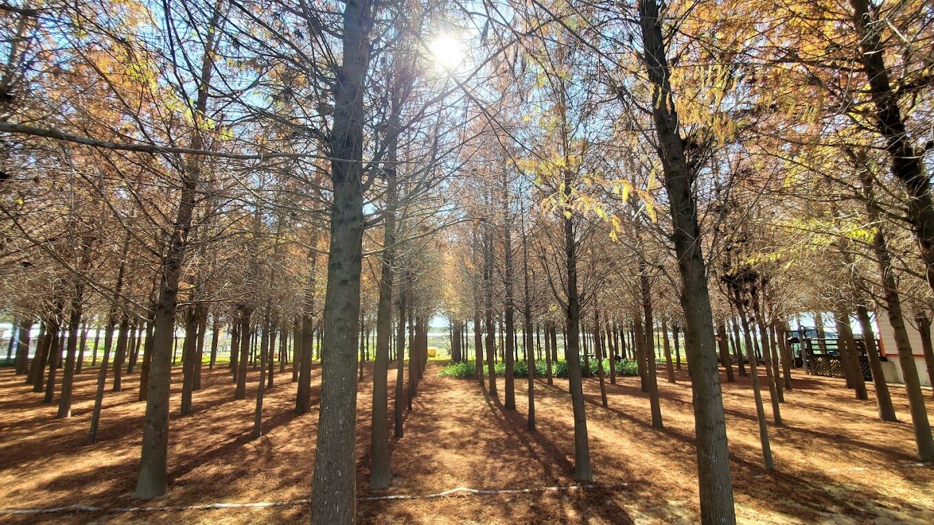 探索落羽松季節：台灣落羽松最佳觀賞時間與地點