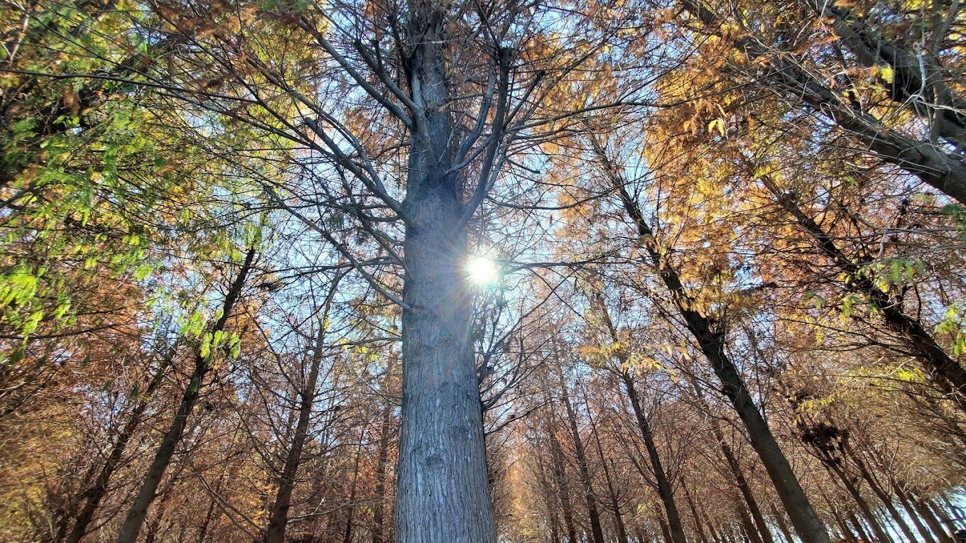 探索落羽松季節：台灣落羽松最佳觀賞時間與地點