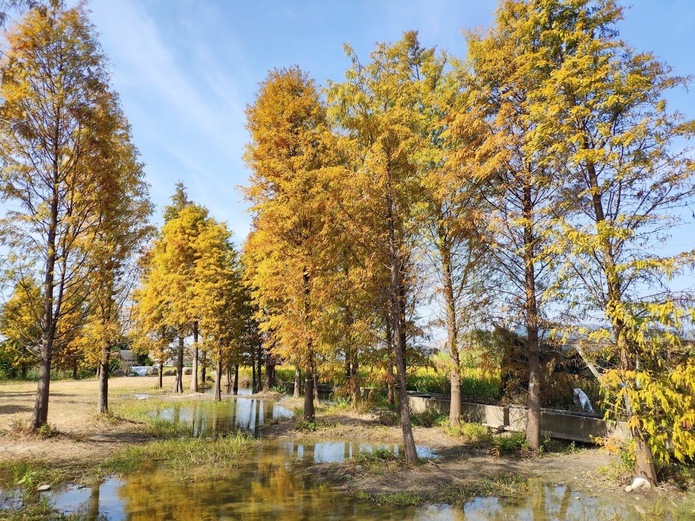 探索落羽松季節：台灣落羽松最佳觀賞時間與地點