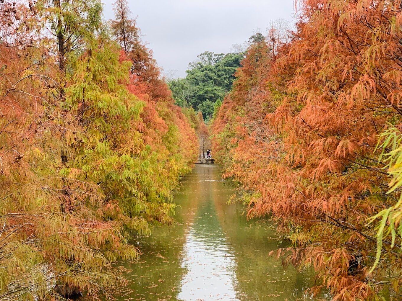 探索落羽松季節：台灣落羽松最佳觀賞時間與地點