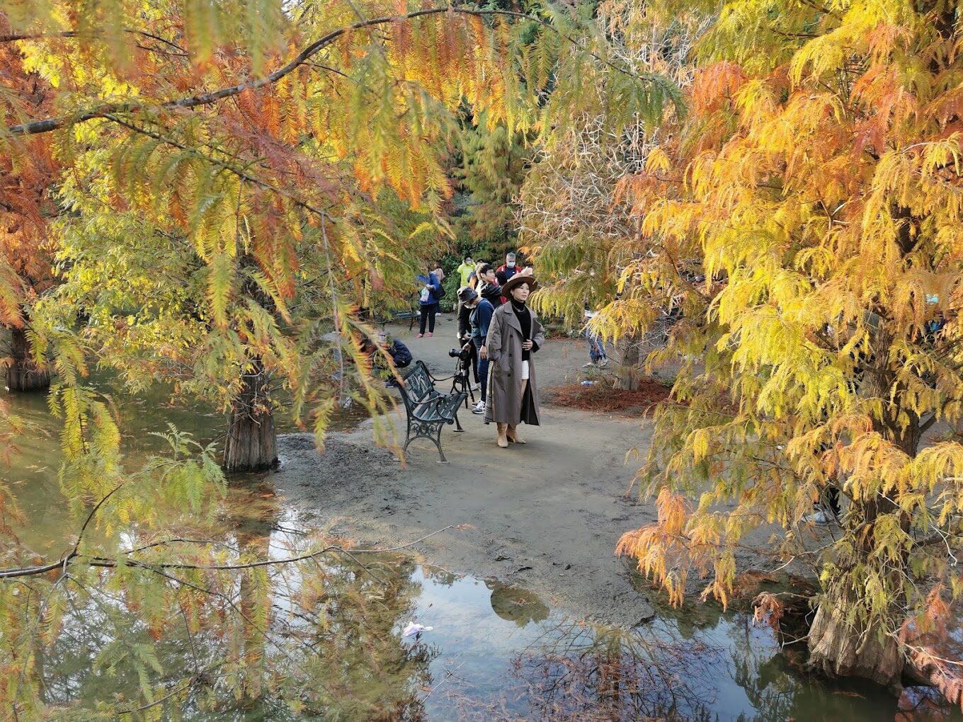 探索落羽松季節：台灣落羽松最佳觀賞時間與地點