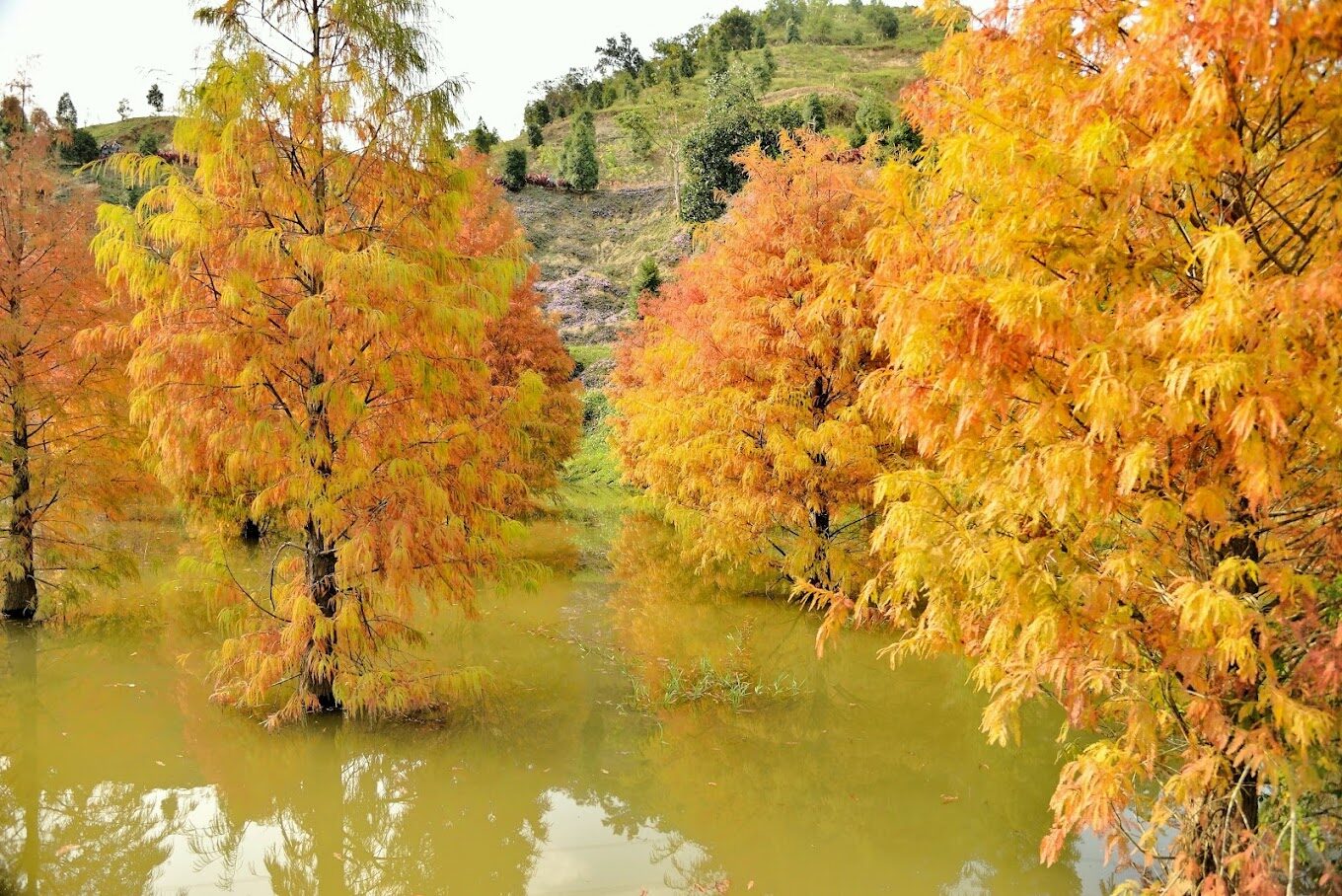 探索落羽松季節：台灣落羽松最佳觀賞時間與地點
