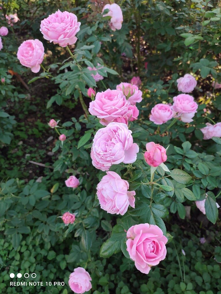 台北玫瑰園最佳觀賞時間與門票攻略