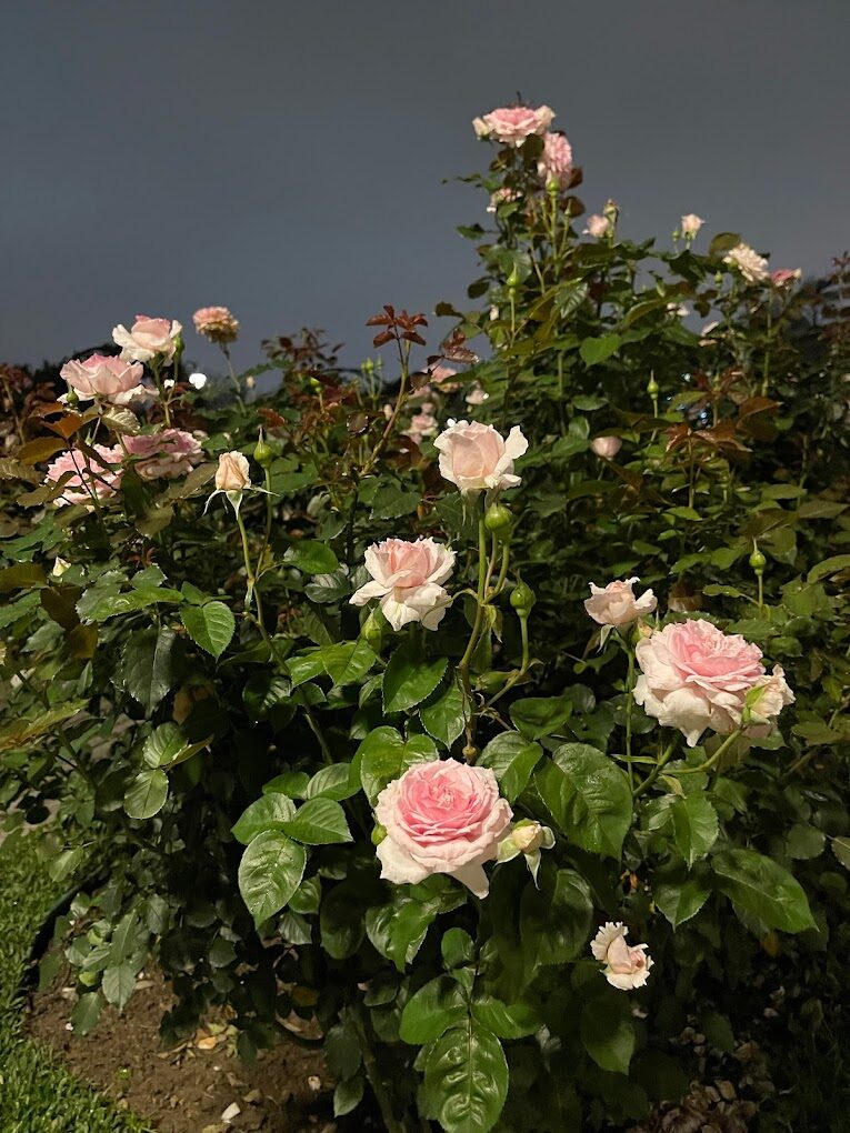 台北玫瑰園最佳觀賞時間與門票攻略