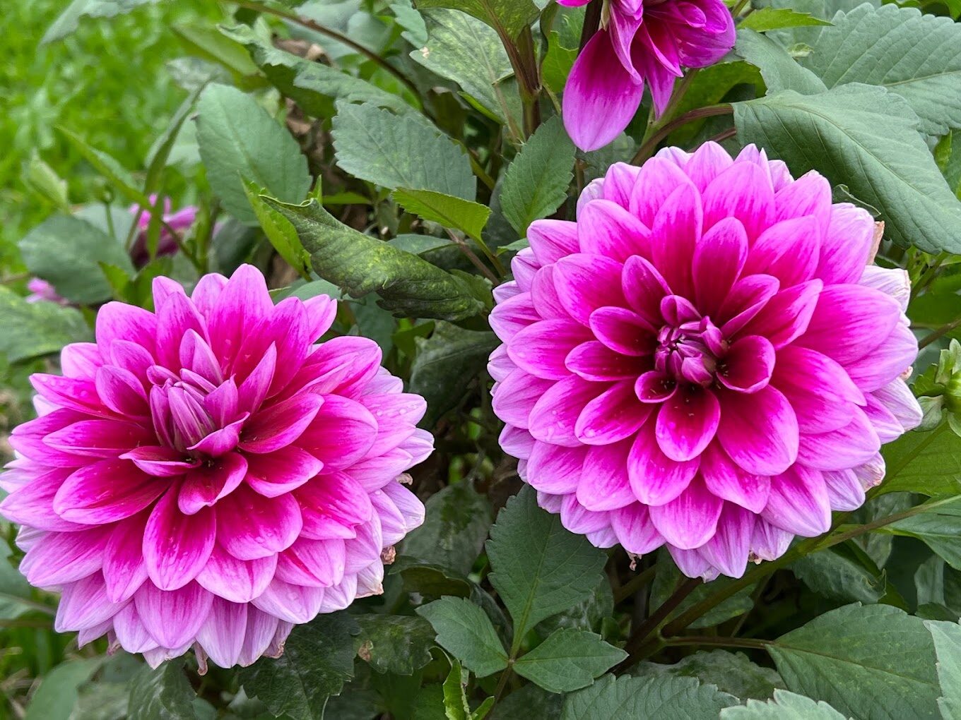 台北玫瑰園最佳觀賞時間與門票攻略