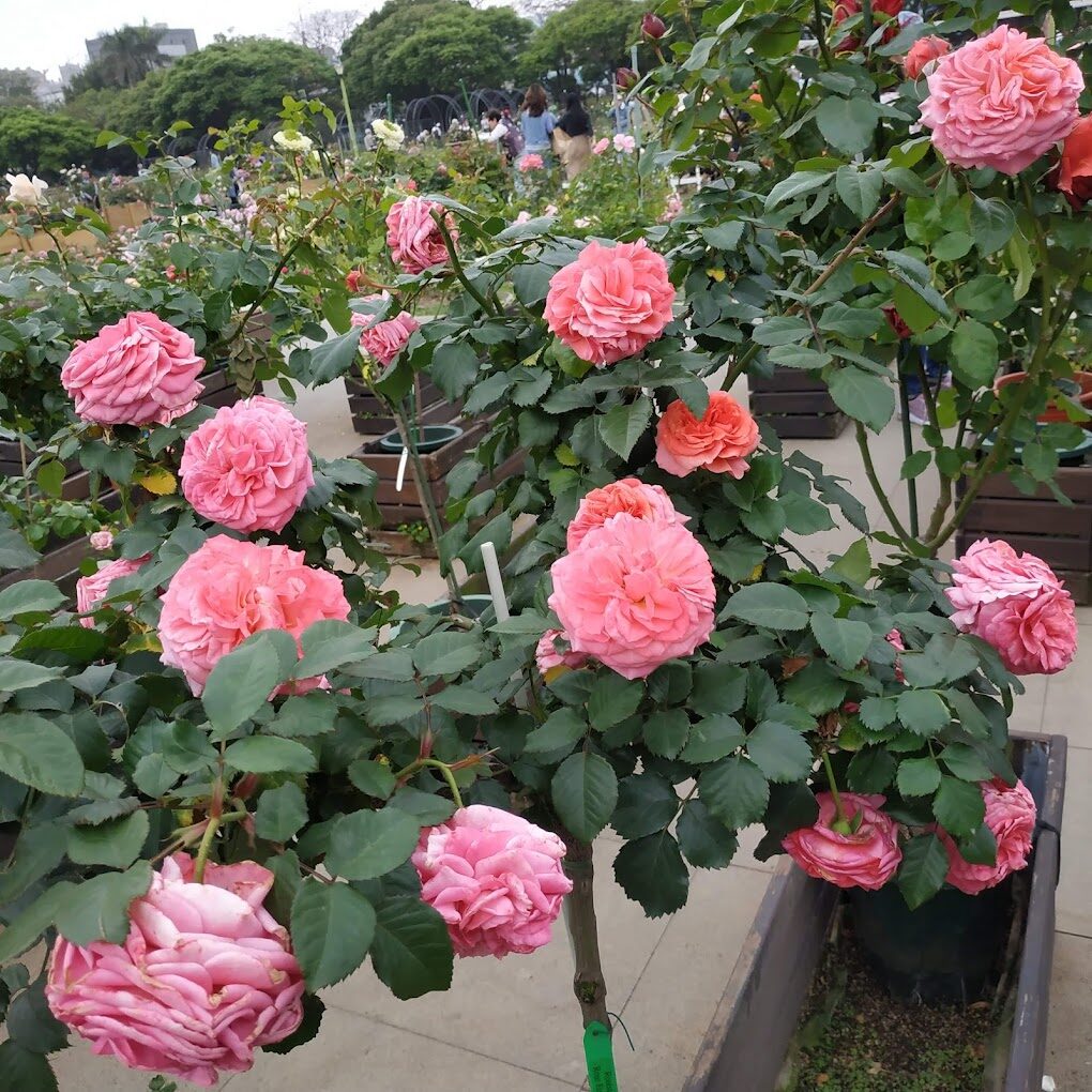 台北玫瑰園最佳觀賞時間與門票攻略