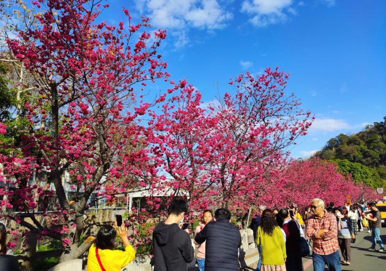 2025年泰安櫻花賞花指南｜這5個絕美景點不容錯過