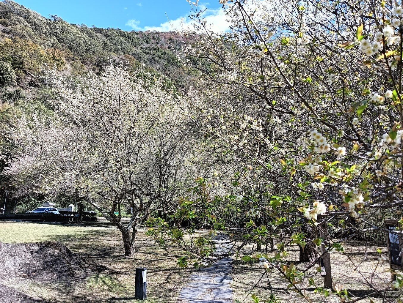 【2025】嘉義梅山必去景點：探索自然秘境與在地美食的5大理由