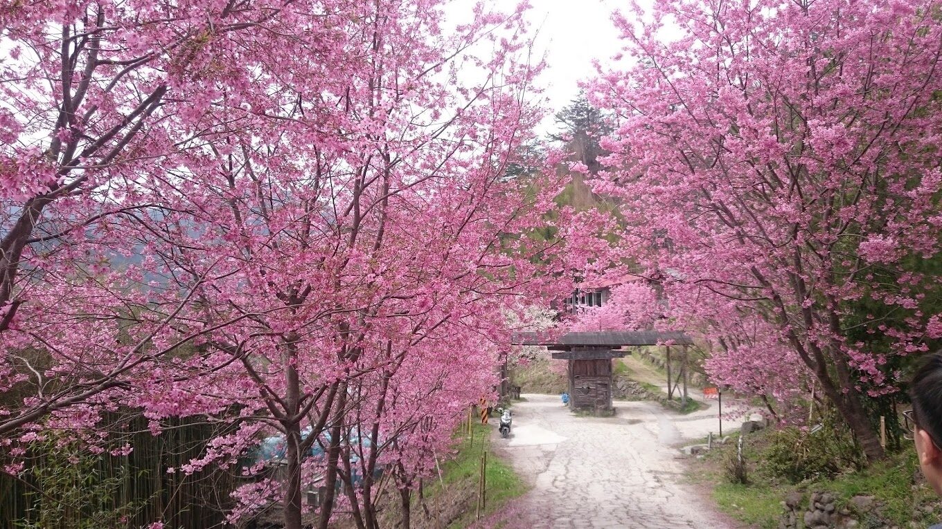 司馬庫斯櫻花隧道盛開美景