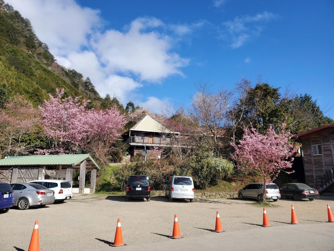 司馬庫斯部落內的泰雅族特色建築與櫻花