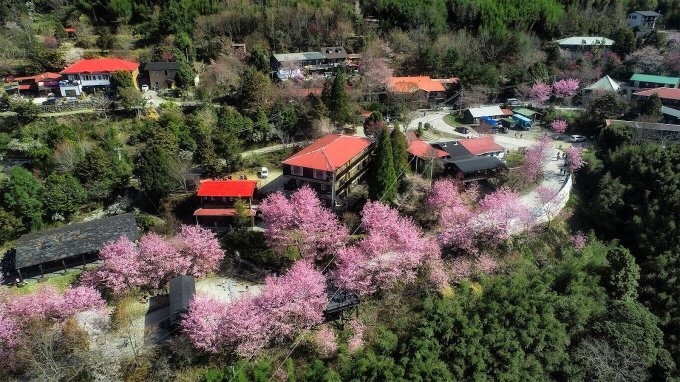 遊客在司馬庫斯美麗的櫻花林下穿梭