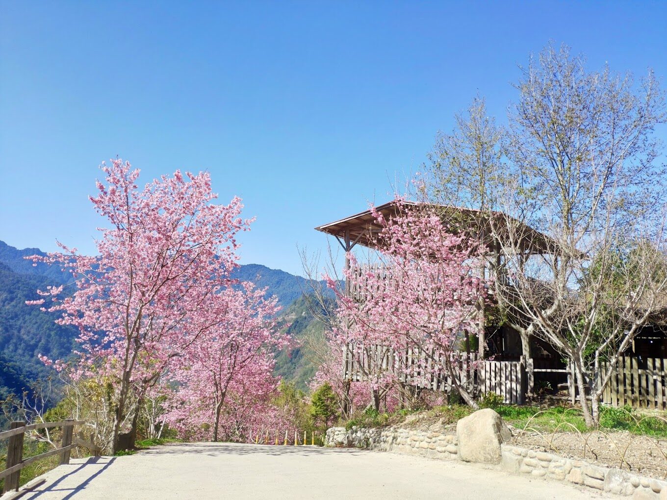 2024司馬庫斯櫻花季必去景點|探索台灣祕境的10個理由