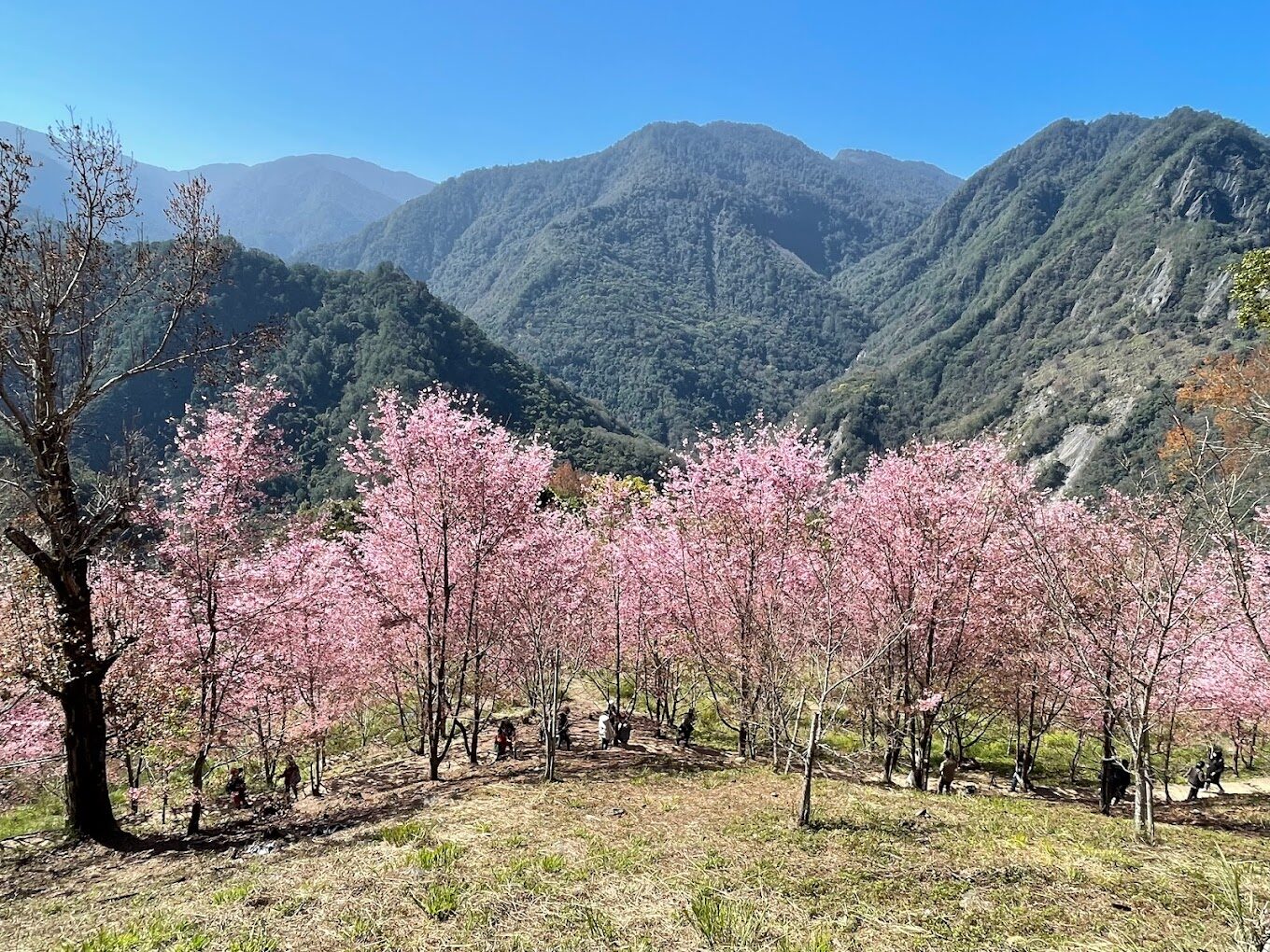 2025最新】司馬庫斯通行證必備指南｜5個你一定要知道的省事秘訣