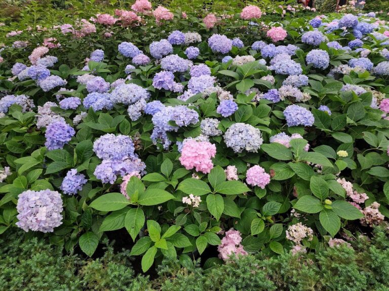 杉林溪旅遊指南：2025年不容錯過的秘境景點