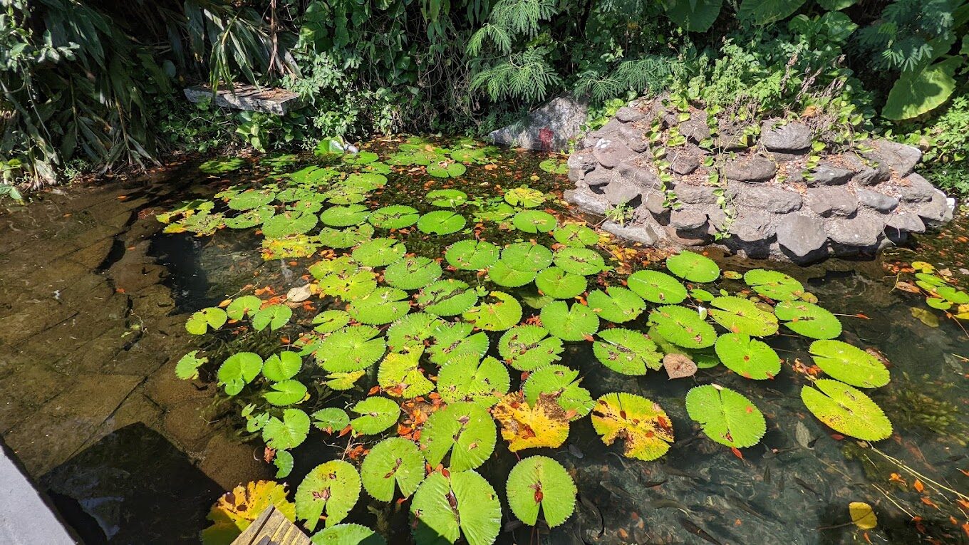 宜蘭頭城景點：龜山島導覽 - 最佳觀光和賞鯨豚時機