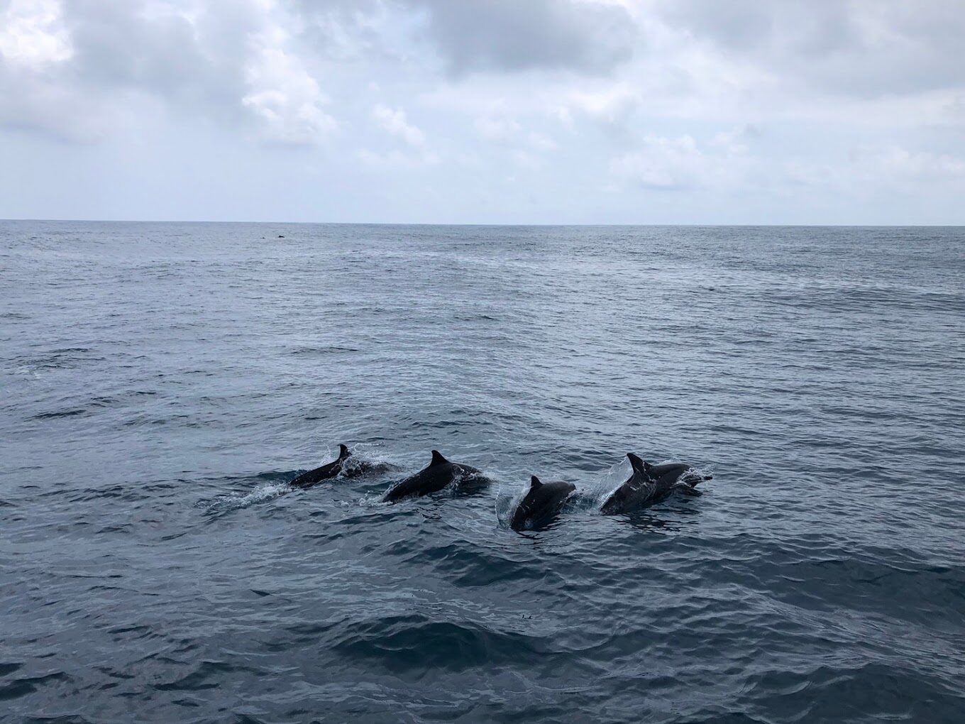 宜蘭頭城景點：龜山島導覽 - 最佳觀光和賞鯨豚時機