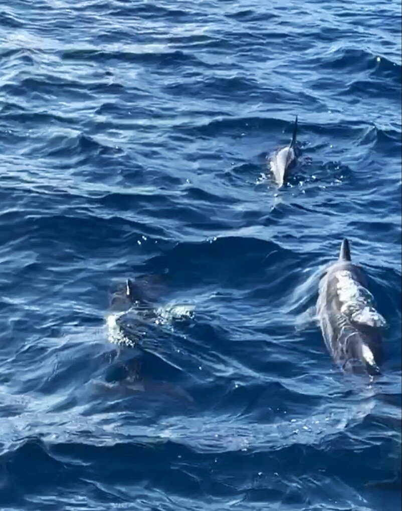 宜蘭頭城景點：龜山島導覽 - 最佳觀光和賞鯨豚時機