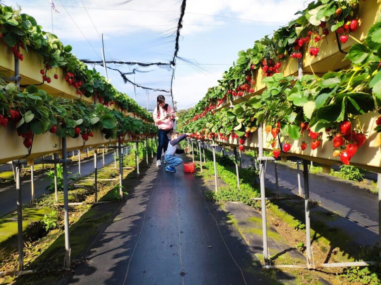 2025苗栗景點攻略｜避開遊客潮的必訪之地