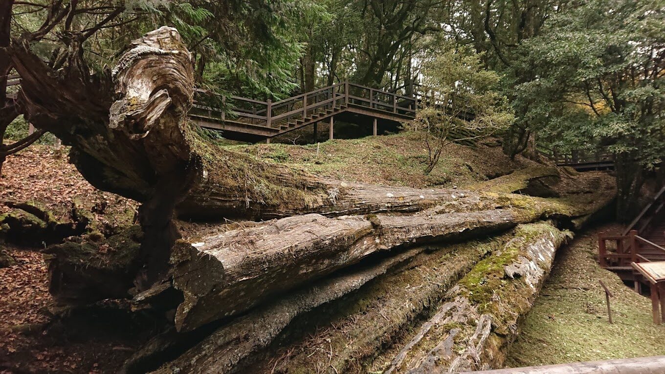 阿里山必去景點：2025年最佳遊覽路線及必訪秘境
