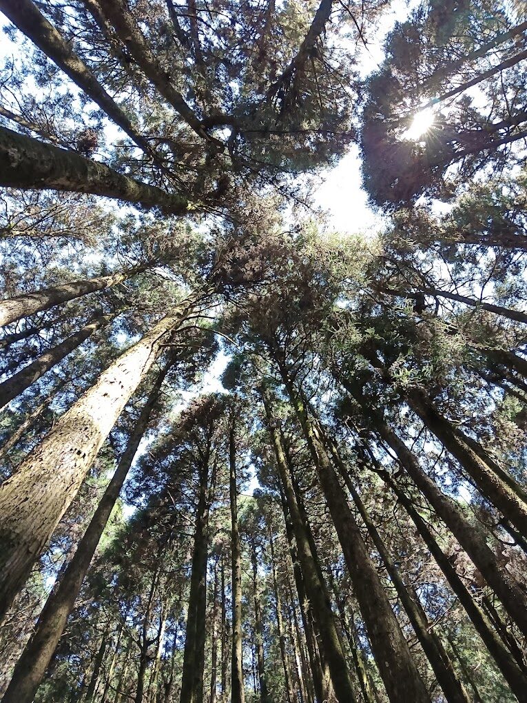 阿里山必去景點：2025年最佳遊覽路線及必訪秘境