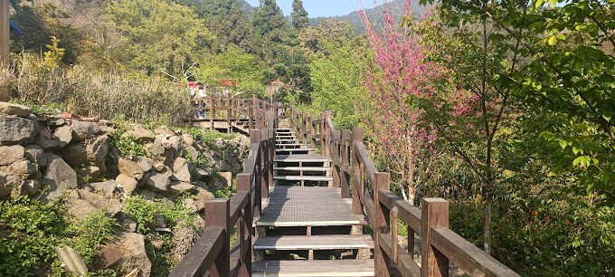 2025】阿里山小火車必乘之旅:你絕對不能錯過的5大理由