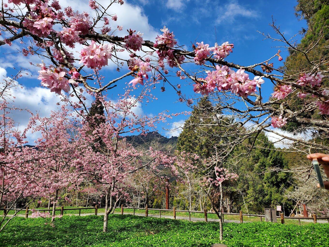 2025】阿里山小火車必乘之旅:你絕對不能錯過的5大理由