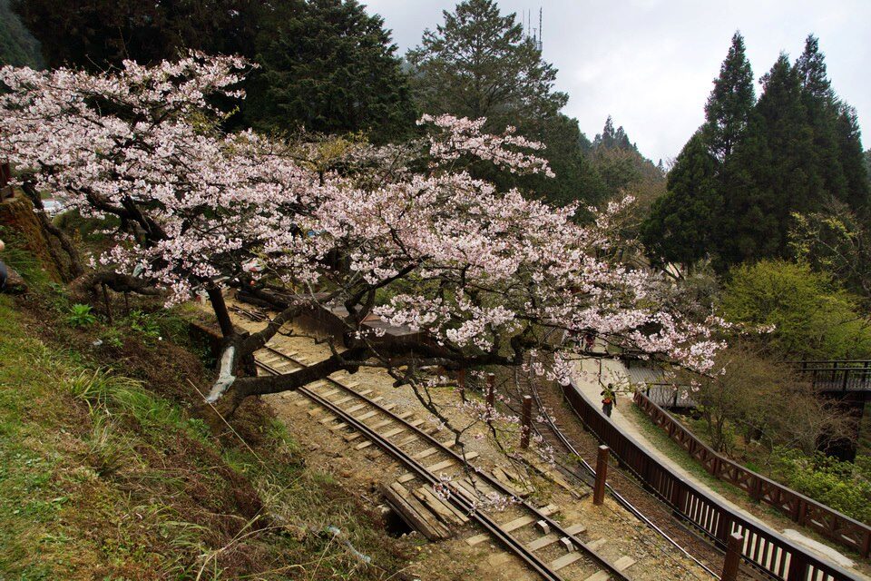 2025】阿里山小火車必乘之旅:你絕對不能錯過的5大理由