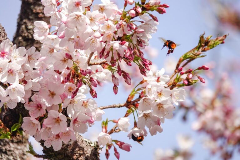 2025】阿里山小火車必乘之旅：你絕對不能錯過的5大理由