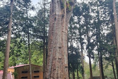 【2025】阿里山不容錯過的秘境｜探索自然與文化的奧秘