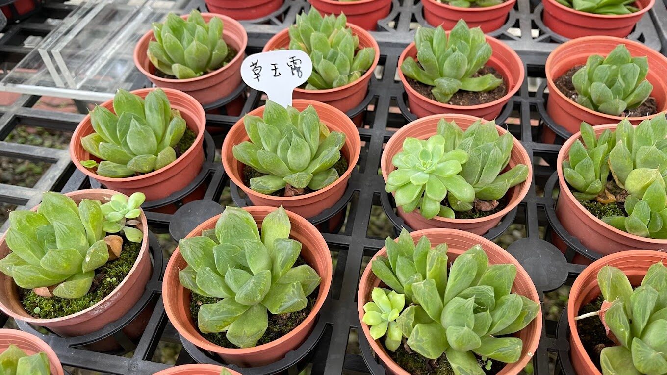 揭密桃園步道秘境｜5大必訪自然景點讓你驚嘆不已