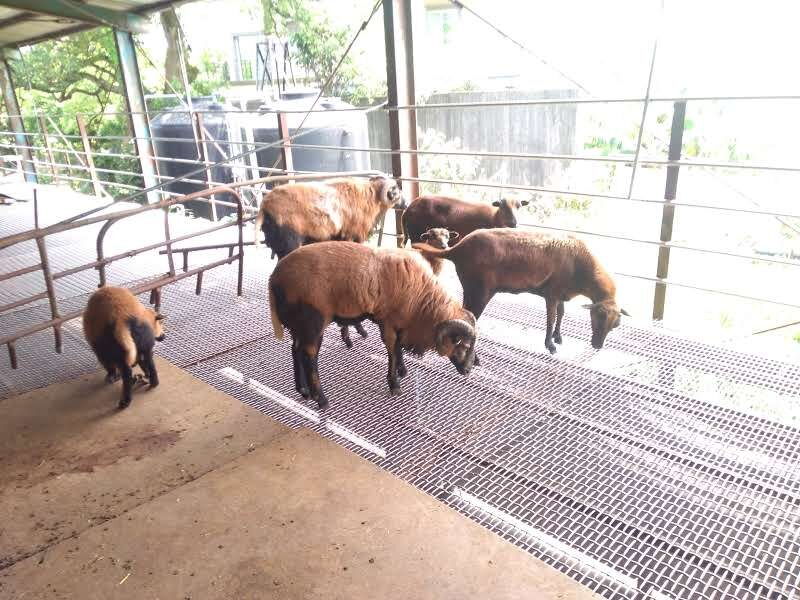 宜農牧場探索：3個不容錯過的特色體驗與美食推薦