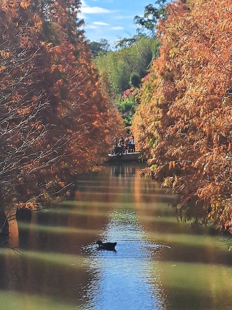 三灣落羽松魅力全攻略｜旅遊必備6個拍照技巧