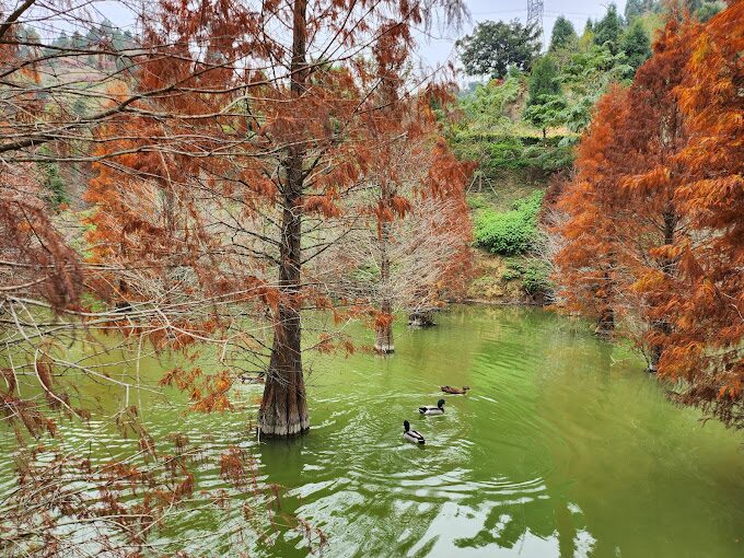 三灣落羽松魅力全攻略｜旅遊必備6個拍照技巧