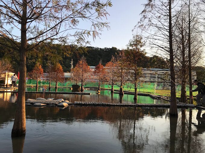 2025年泰安落羽松最佳觀光時節：賞樹秘境景點大公開