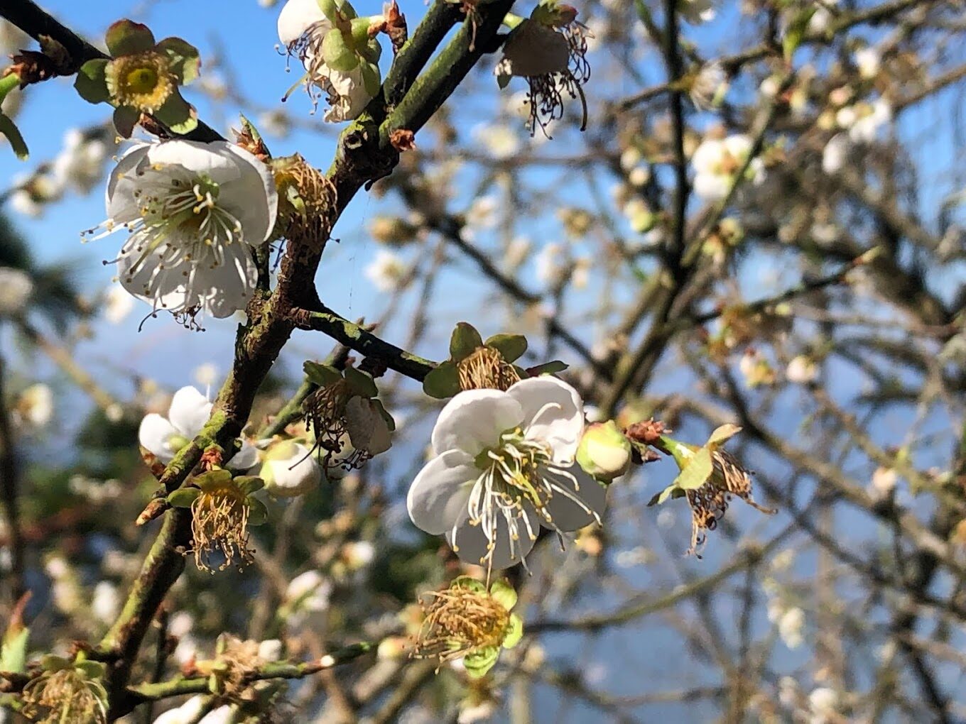 梅嶺旅遊必看：5個不容錯過的自然景點大揭密