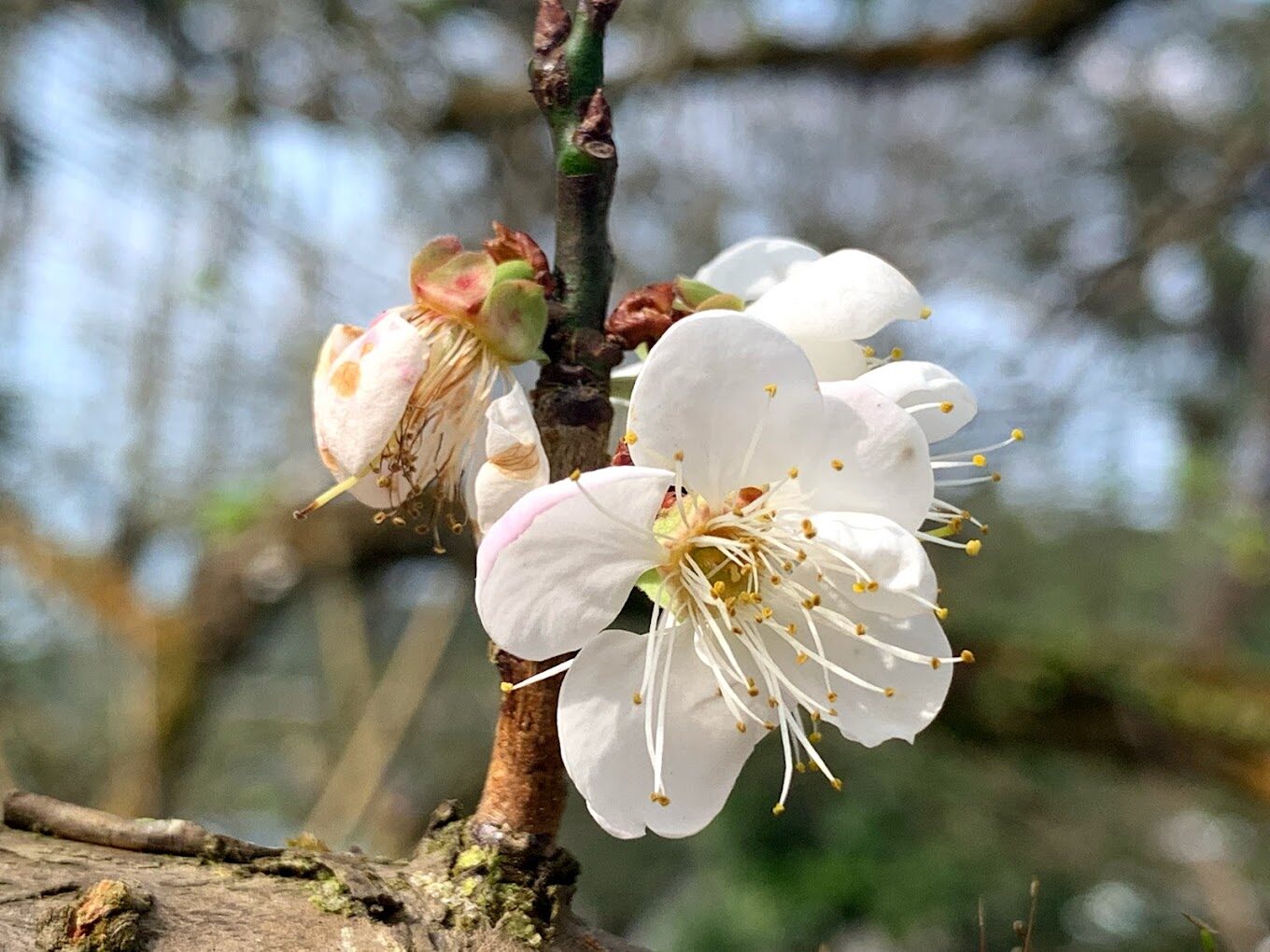 梅嶺旅遊必看：5個不容錯過的自然景點大揭密