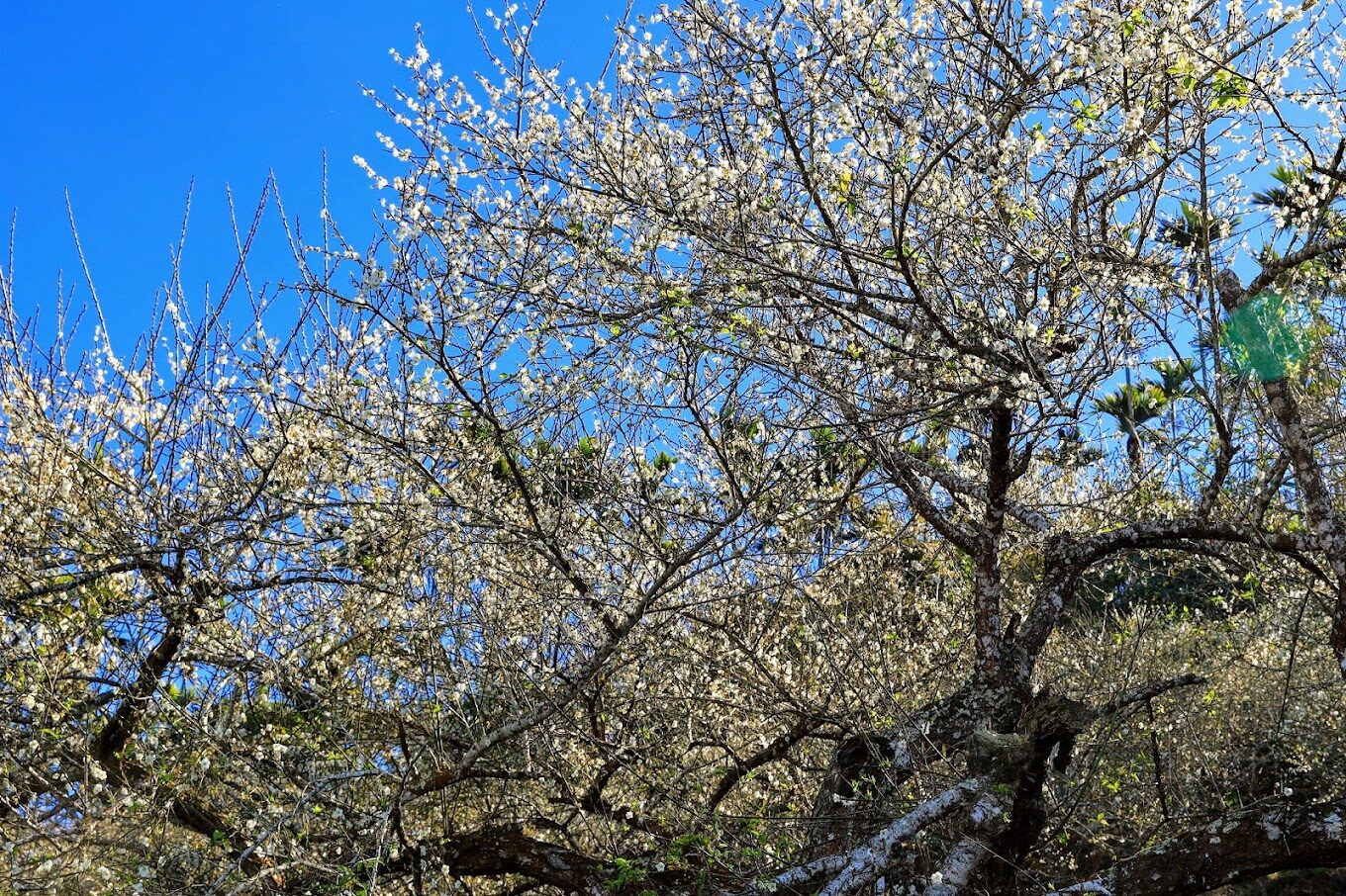 梅嶺旅遊必看：5個不容錯過的自然景點大揭密