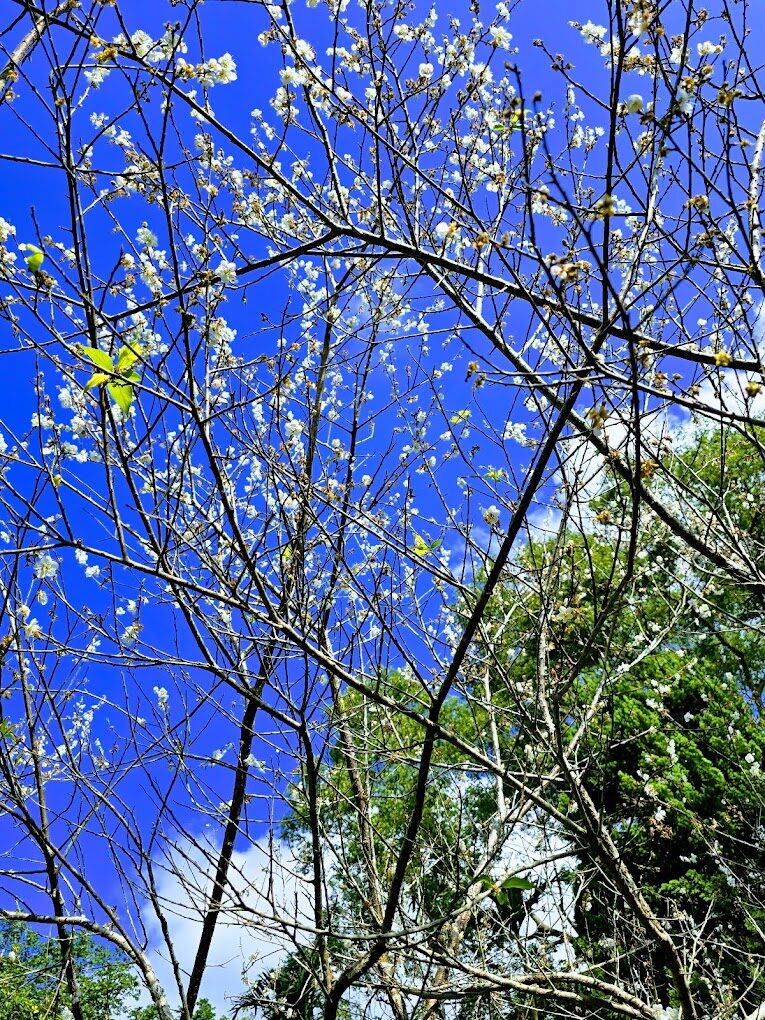 梅嶺旅遊必看：5個不容錯過的自然景點大揭密