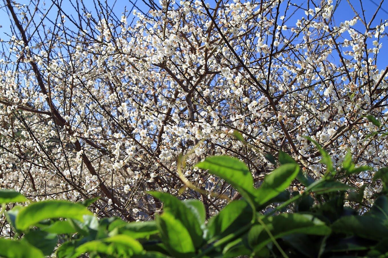梅嶺旅遊必看：5個不容錯過的自然景點大揭密