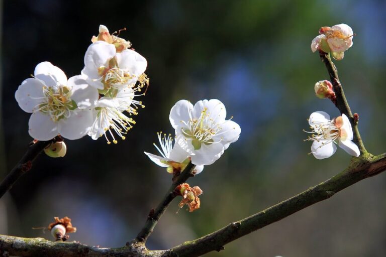 梅嶺旅遊必看：5個不容錯過的自然景點大揭密