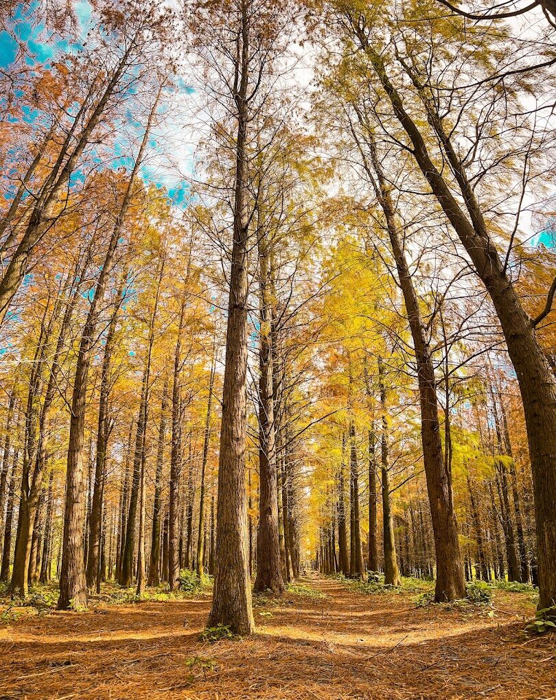 陽光灑落在楊梅落羽松林間，光影效果極佳