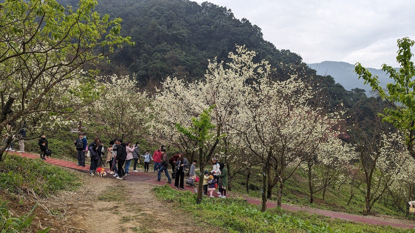 大熊櫻花林必訪景點：5個不容錯過的春季景觀