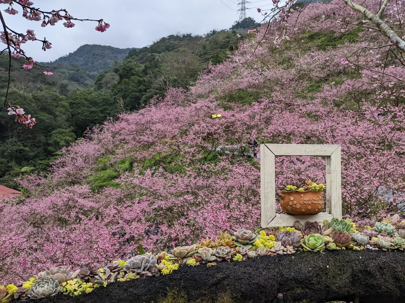 大熊櫻花林必訪景點：5個不容錯過的春季景觀