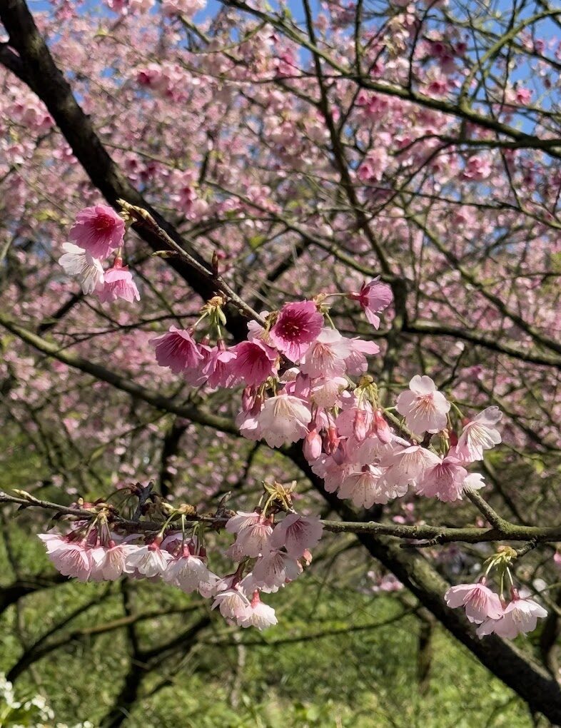 大熊櫻花林必訪景點：5個不容錯過的春季景觀