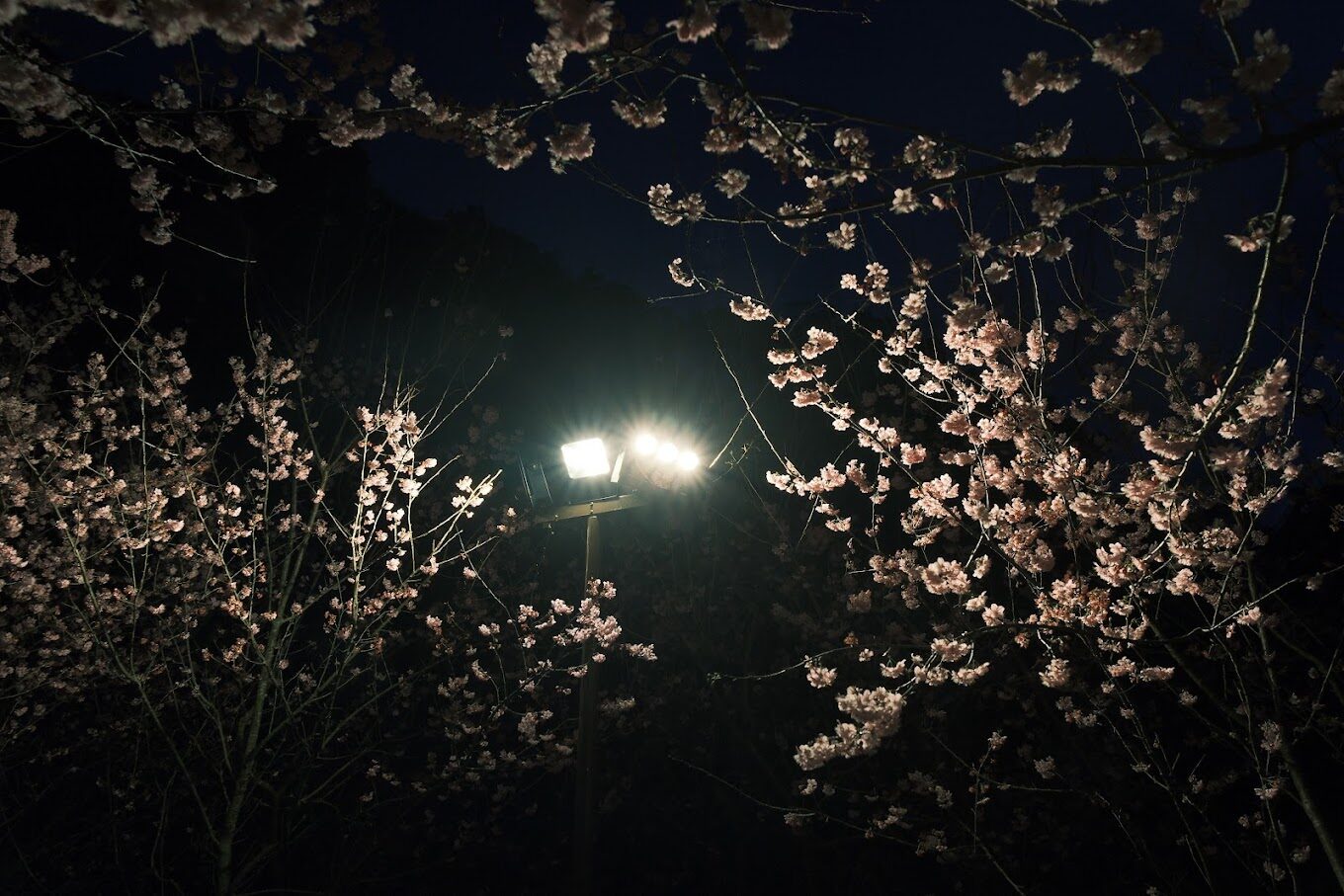 大熊櫻花林必訪景點：5個不容錯過的春季景觀